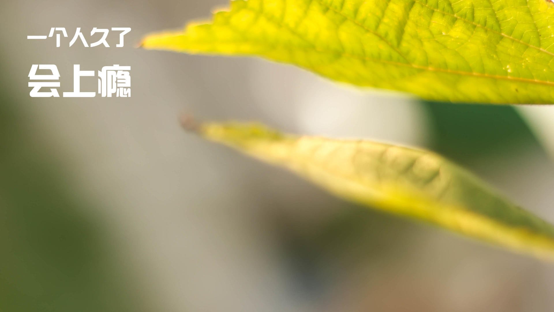 意甲新人亮相赛场,实力赢得认可,意甲新赛季前瞻