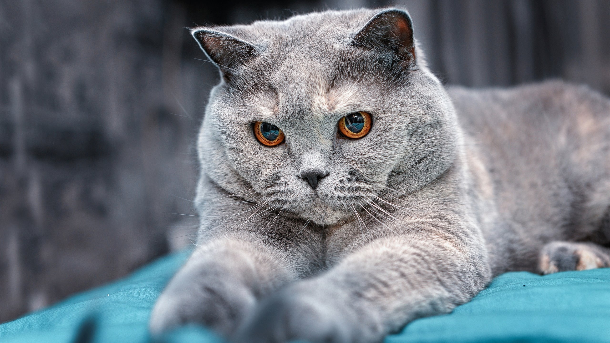 爱游戏综合娱乐-意甲宿敌交锋再现火花，球迷热切期待，意甲队伍