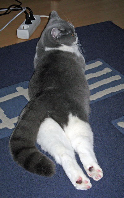 AYX体育-意大利取得对立陶宛胜利，提升士气，意大利对立陶宛视频