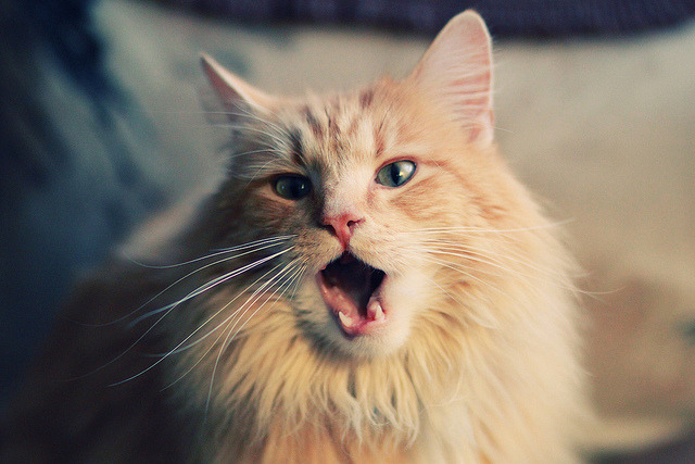 爱游戏体育平台-湖人不敌鹈鹕西区半决赛战绩-落后，2021.1.16湖人鹈鹕