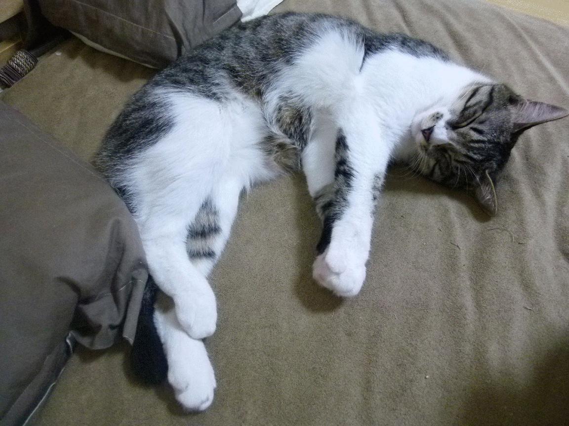 热刺主帅赛前发声,力保胜利,誓要振奋球队士气,热刺新任主帅