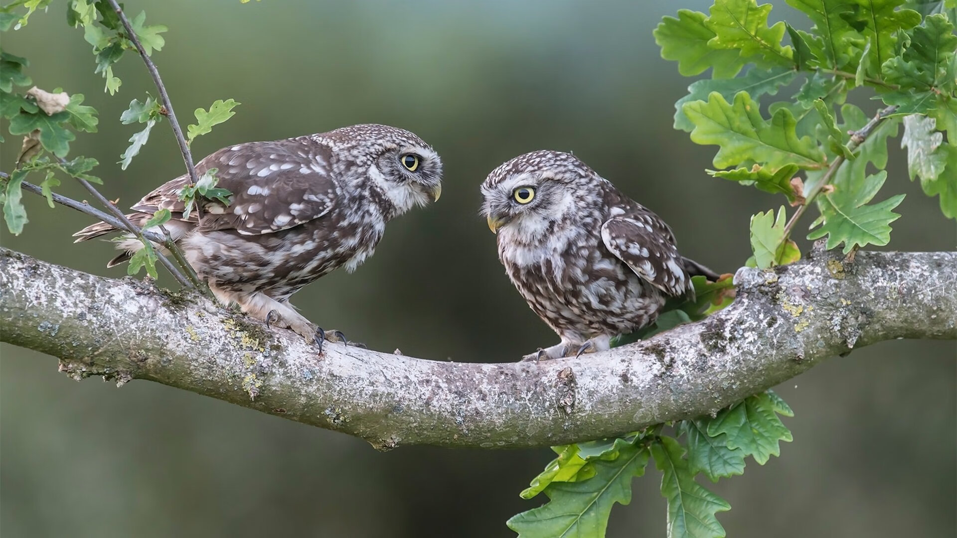 爱游戏在线登录入口-纽卡斯尔锋线火力全开，喜鹊军团冲击前列，纽卡斯尔吧