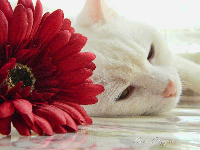 爱游戏平台-荷兰遭遇波兰，欧洲杯资格前景一片未卜，荷兰欧洲杯怎么样