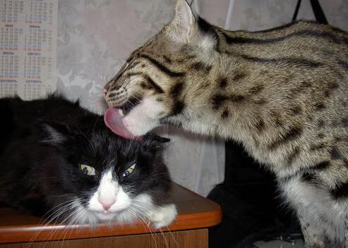 足球裁判因判罚失误受到批评,被要求道歉,足球裁判因判罚失误受到批评,被要求道歉的是谁