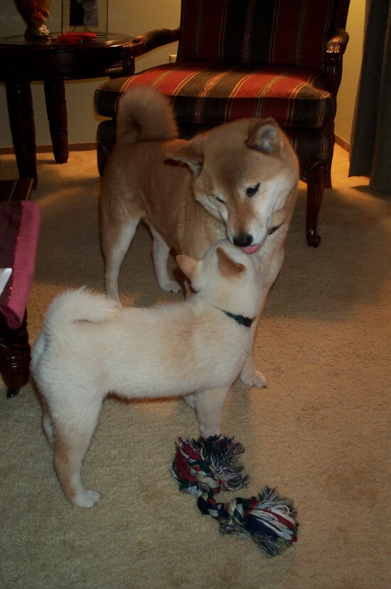 阿斯顿维拉主场获胜,保级希望渐起,阿斯顿维拉近况