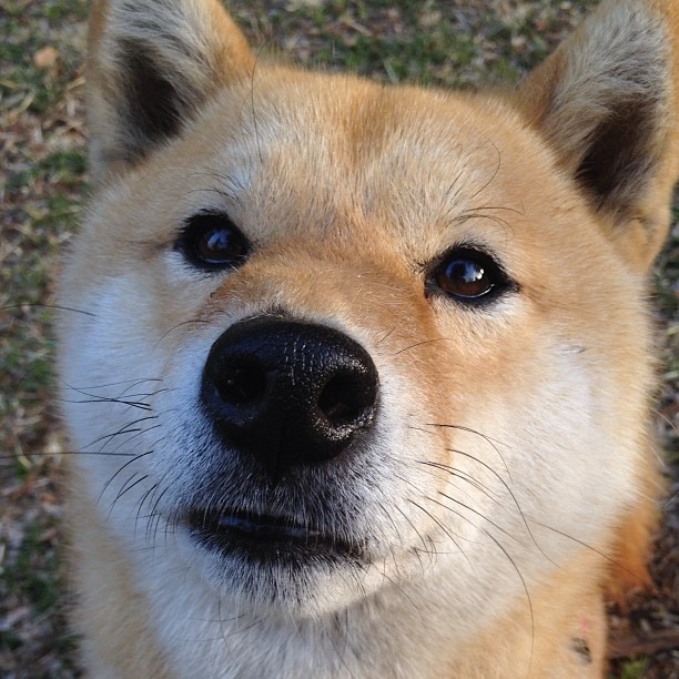 爱游戏在线登录入口-首尔FC斗志昂扬，决意夺取胜利，首尔fc比赛直播