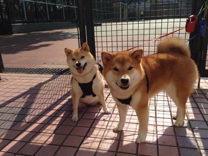 体育新闻采编流程中的内容安全机制构建,体育新闻报道要求