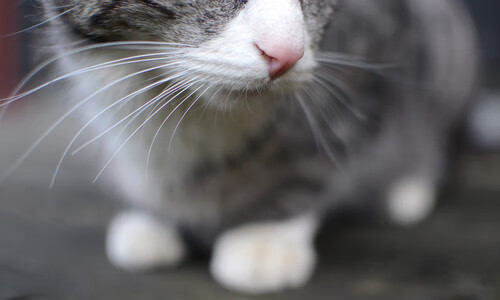 德甲青训项目视觉注意力训练增强空间感知能力