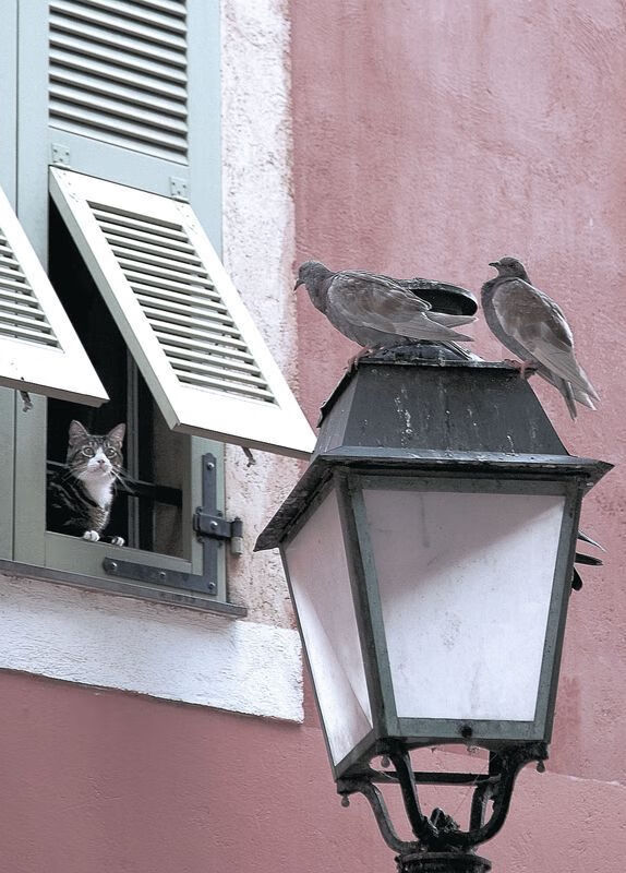 爱游戏娱乐网址-法甲球员视觉-认知训练对战术执行延迟反应的缓解效果