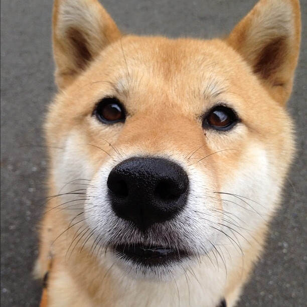 2024年德国队表现:迎接挑战,走向更高水平,德国国家队14年阵容