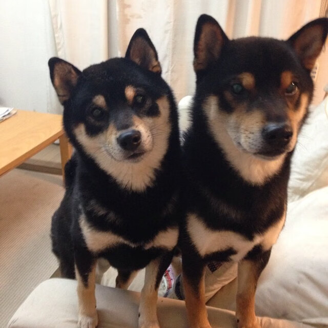 “2025世界游泳锦标赛:水上芭蕾舞动优雅与力量”