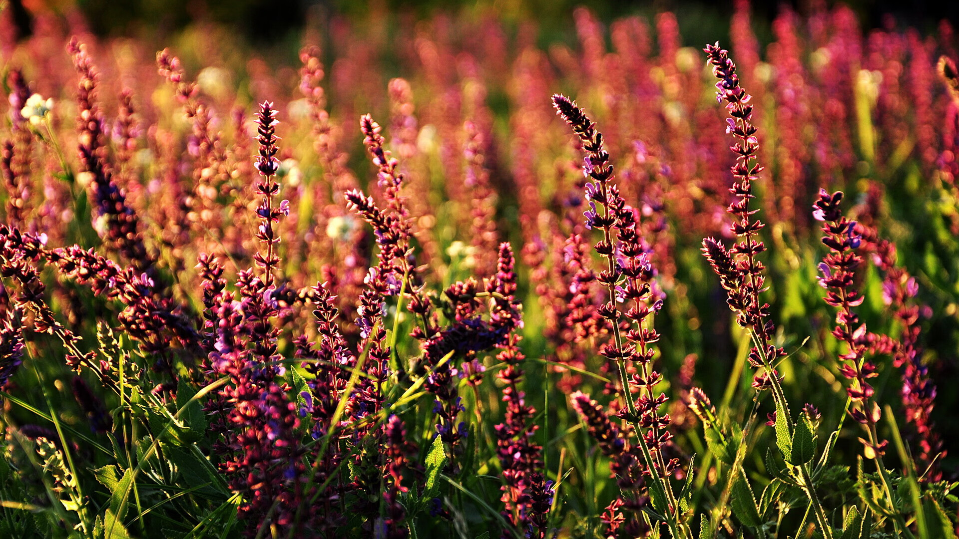 中美澳仰泳项目全面开战,美澳游泳