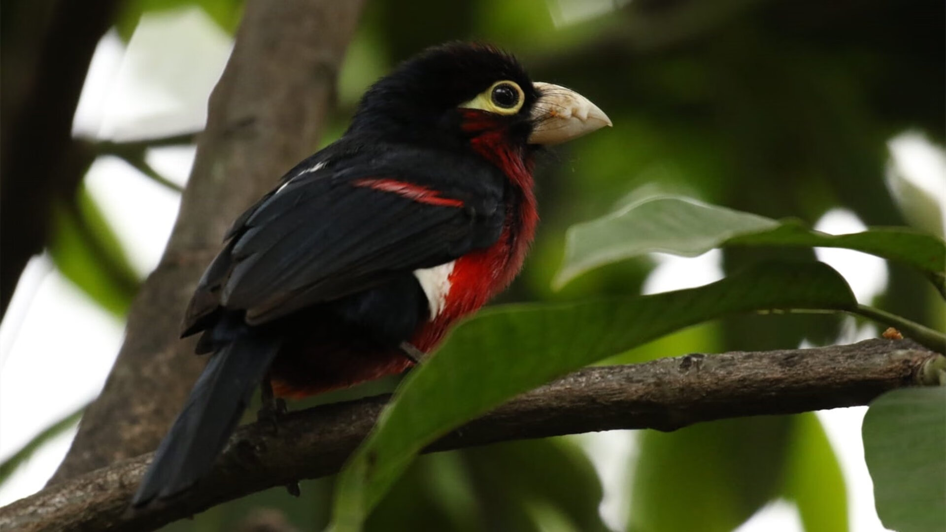 AYX体育-中美蝶泳起跳平均反应时间逐年接近，蝶泳的比赛视频