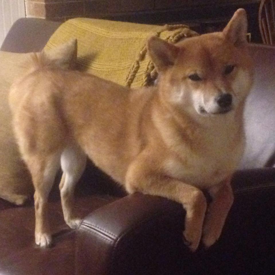 五大联赛俱乐部财政状况是否制约技战术发展,五大联赛哪个俱乐部最有钱