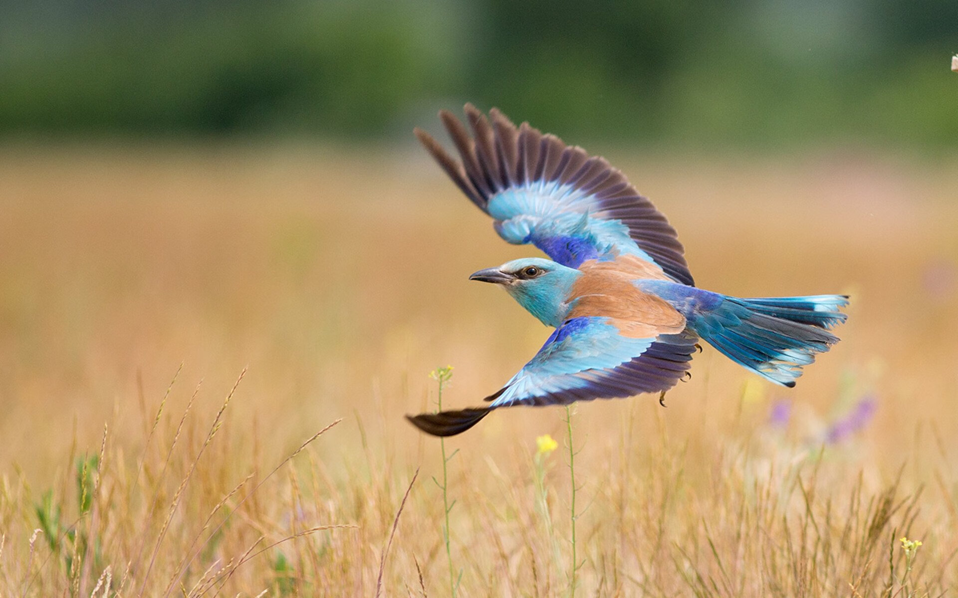 五大联赛是否出现门将频繁传短球开球趋势,五大联赛射门次数