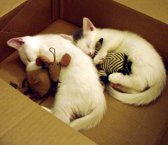 新加坡队赛制解析:如何根据比赛规则调整策略与技术运用,新加坡小组赛