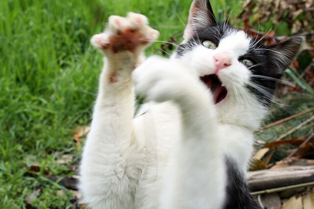 凯尔特人训练中使用虚拟对手软件提升反应,凯尔特人stat