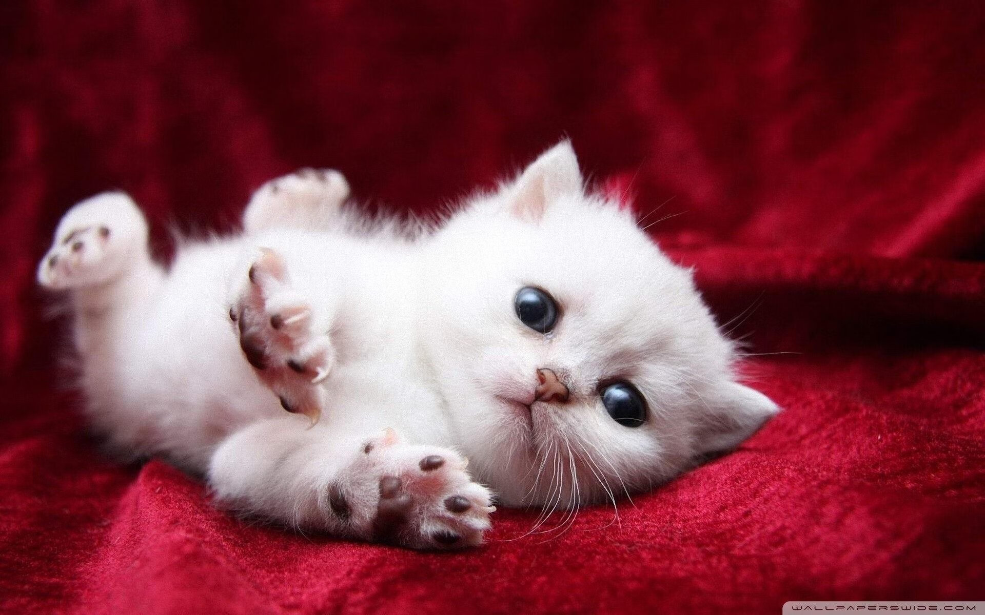 多哥男篮在非洲锦标赛中奋勇争先,突破历史最好成绩