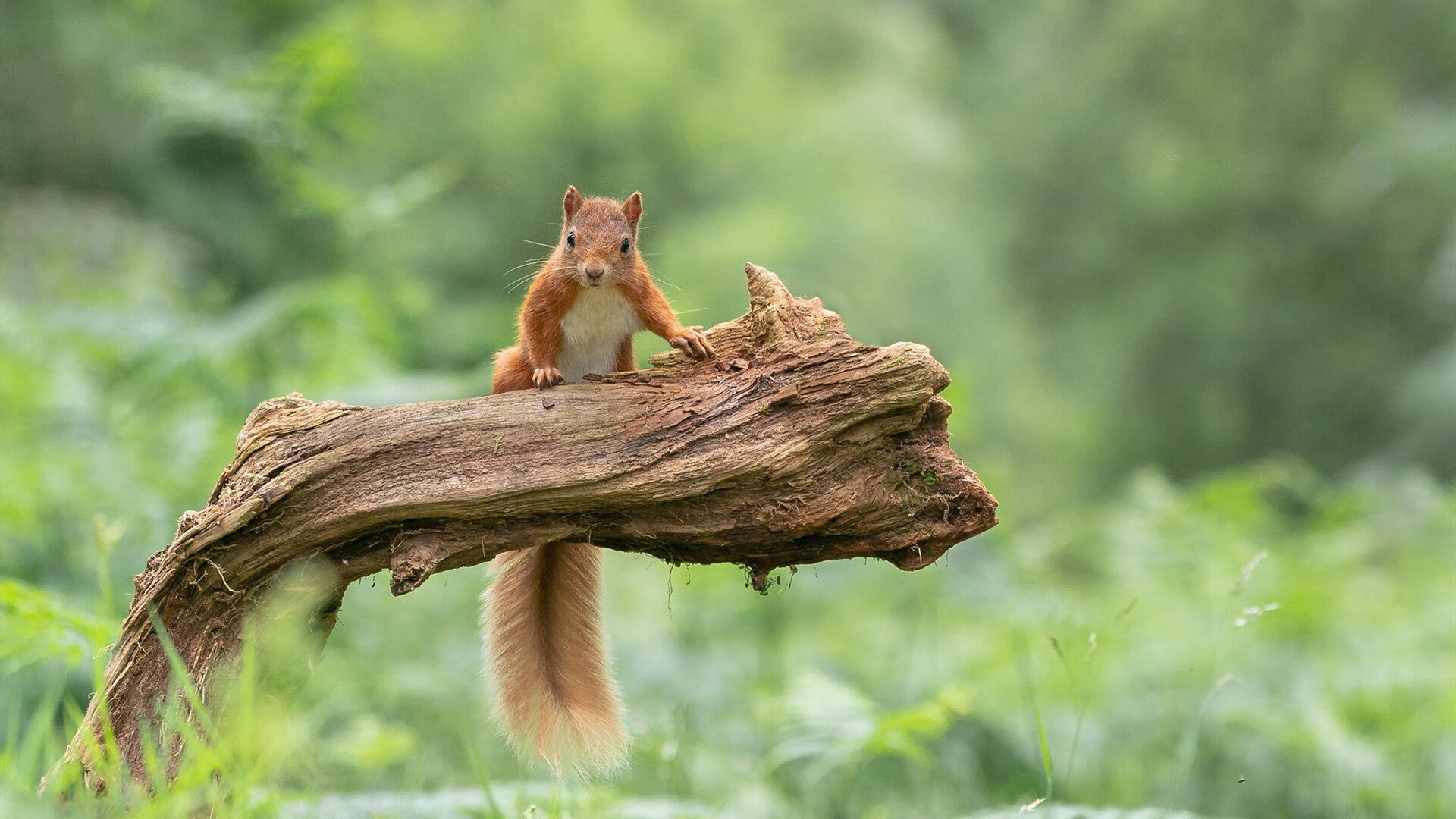 数字体育产业政策利好带动行业高速增长,创新驱动明显,数字体育产业发展