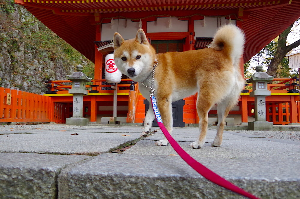爱游戏平台-王宗源冲线瞬间引爆现场气氛，王宗源帅气