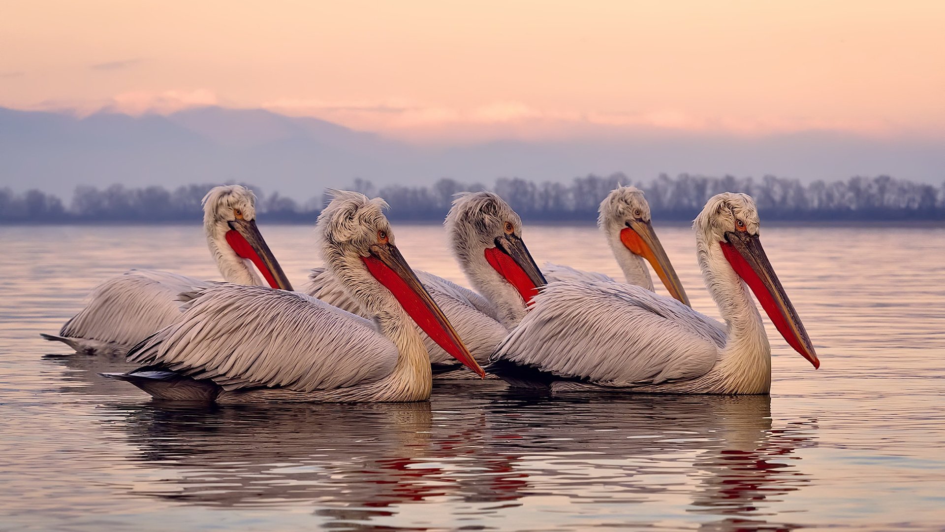 维尔·冯·威克:在高强度对抗中脱颖而出,成为南非队锋线支柱,维尔纳冯布隆贝格