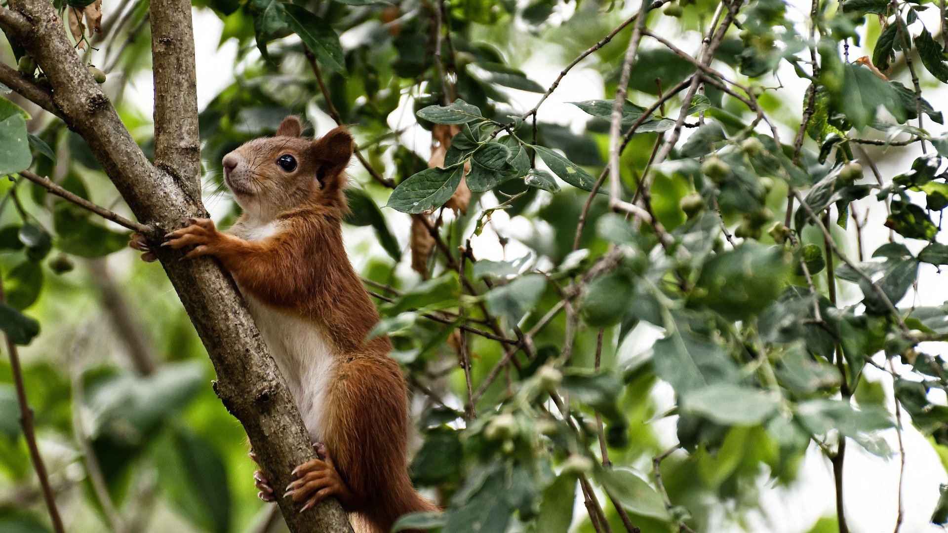 维尔·冯·威克:在高强度对抗中脱颖而出,成为南非队锋线支柱,维尔纳冯布隆贝格