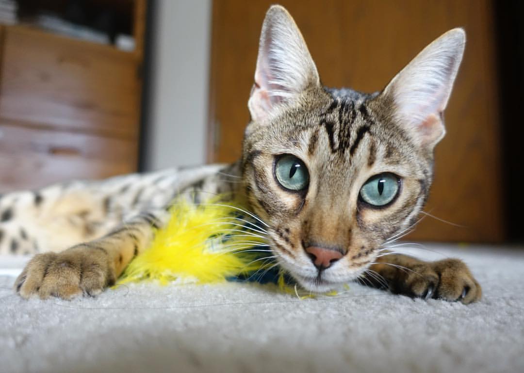 美洲杯明星精彩纷呈:突破、助攻、精彩不断!,美洲杯人气