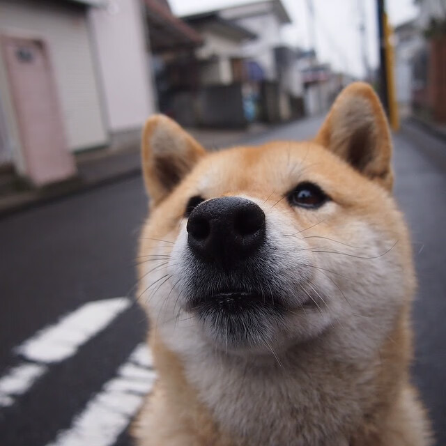 西甲联盟的合作与发展战略,西甲联赛介绍